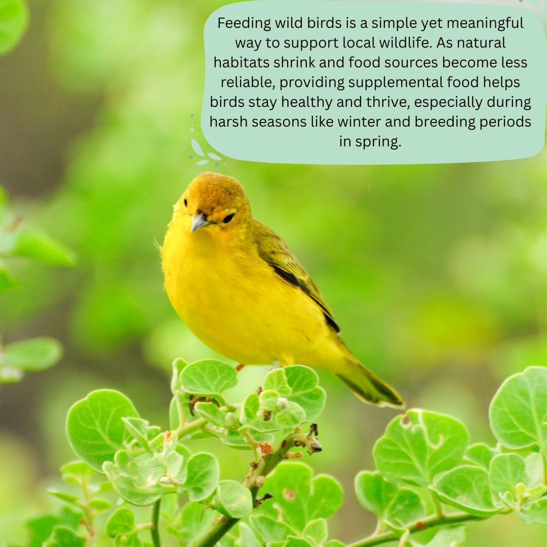 Premium Wild Bird Food 5L Refill, (5L Bag, Sunflower Hearts)