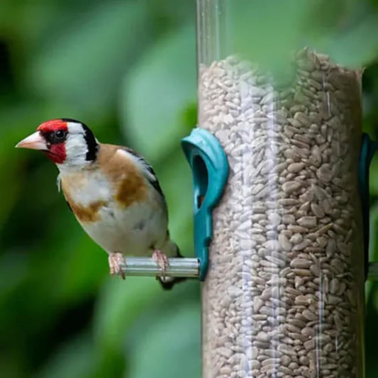 Premium Sunflower Hearts (Sunflower Kernels) for Wild Birds – No Mess, High Oil, Bakery Grade High-Energy Feed (20Kg) Bag