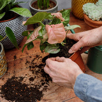 Houseplant Potting Mix 4L Peat Free Soil