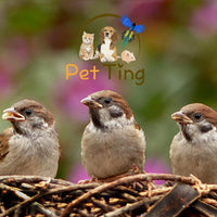 Premium Dried Mealworms, 5L Bag