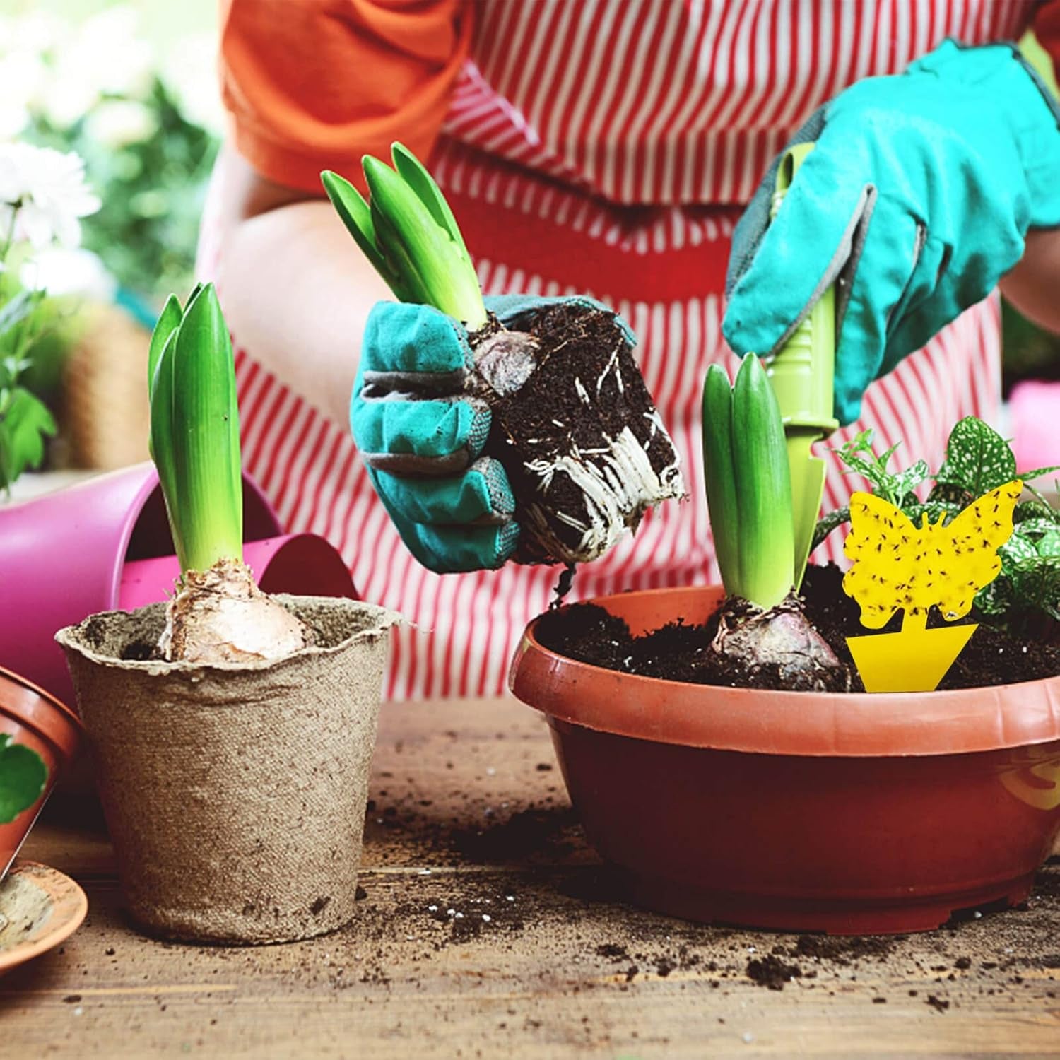 30 PCS Fruit Fly Traps, Double-Sided Fungus Gnat Sticky Catcher for Multiple Insects, Plant Fly Control Indoor (30 PCS Yellow)