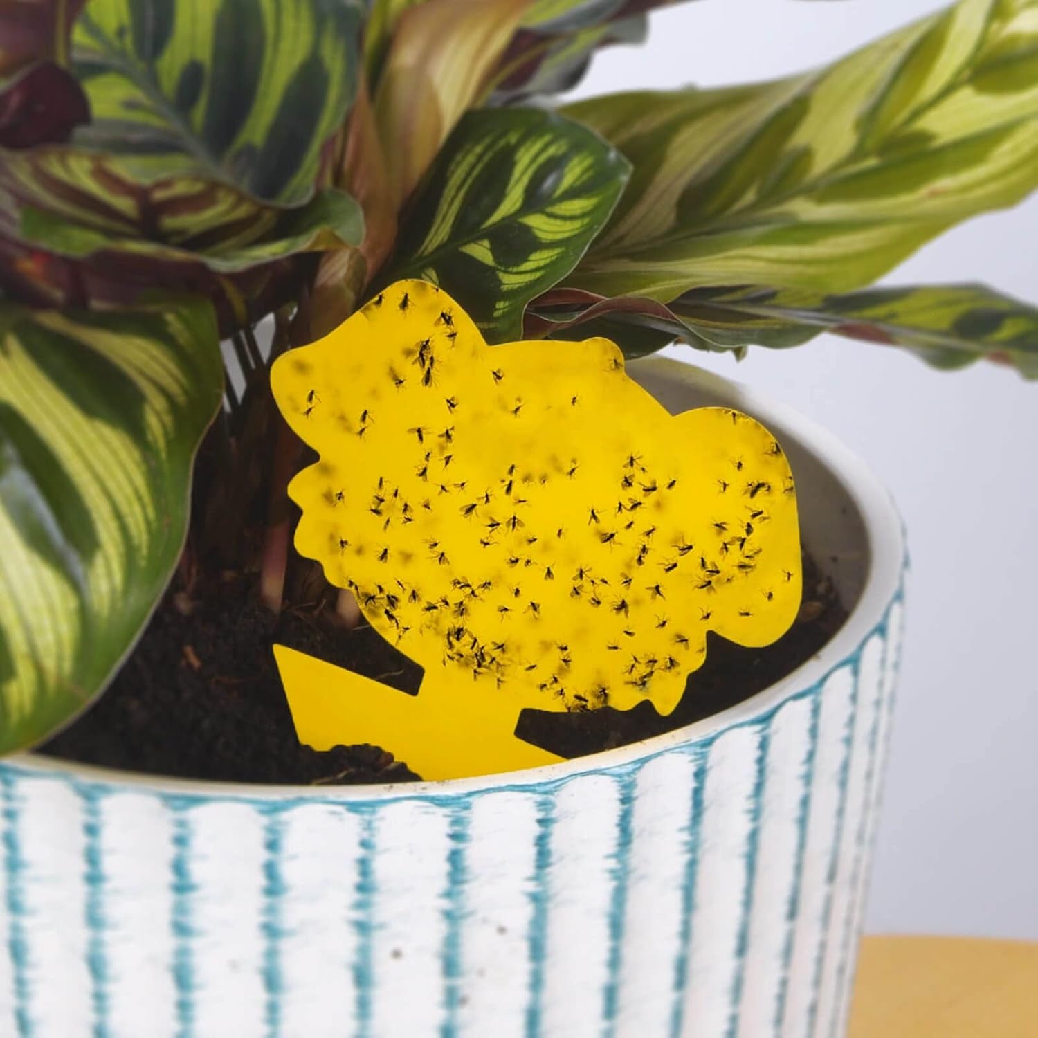 30 PCS Fruit Fly Traps, Double-Sided Fungus Gnat Sticky Catcher for Multiple Insects, Plant Fly Control Indoor (30 PCS Yellow)