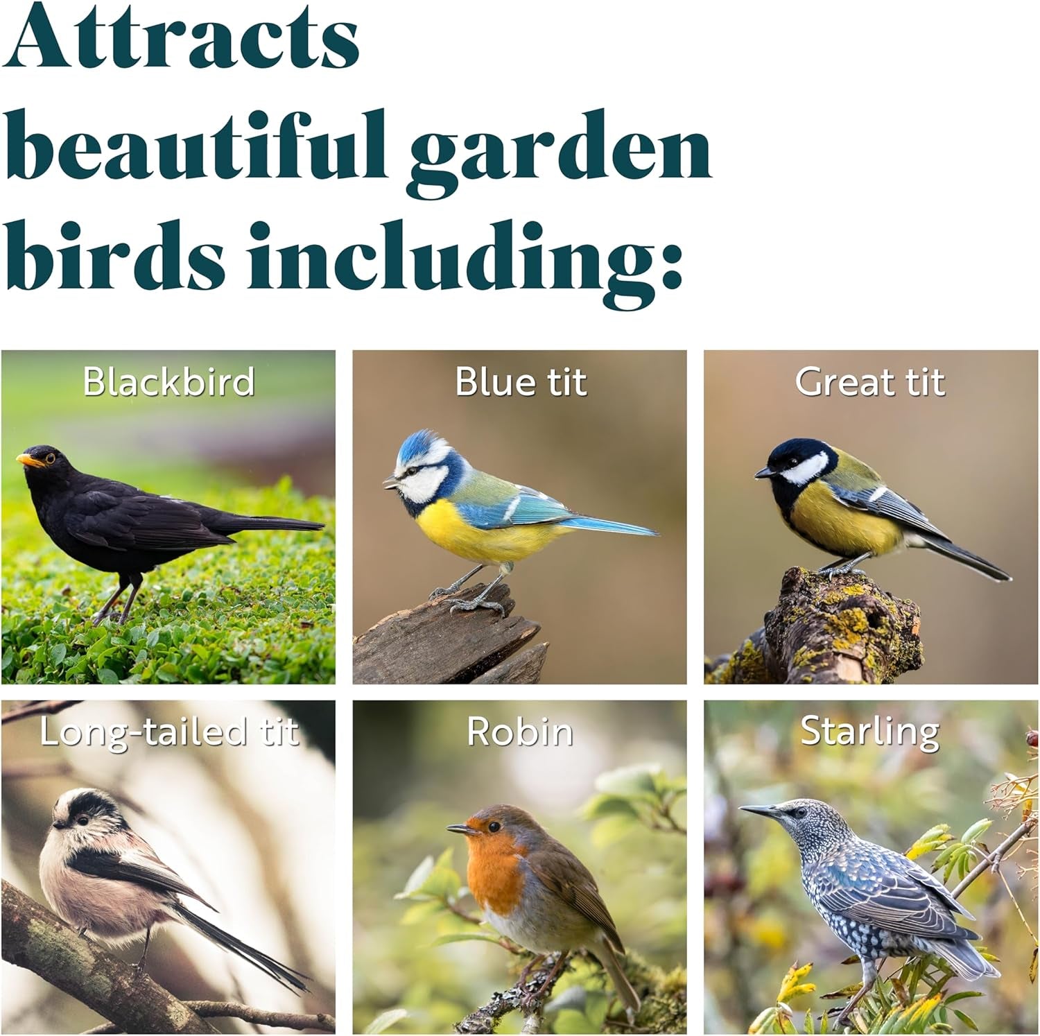 - Fat Balls for Wild Birds, High Energy Suet Balls, Made in the UK, Delicious and Nutritious Bird Food, Suitable for Year-Round Feeding (Box of 50)