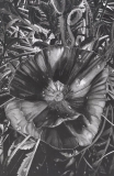 Otherworldly Flowers Emerge from Darkness in Clara Lacy’s Meticulous Graphite Drawings — Colossal