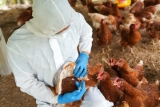 Bird Flu “On The Cusp” Of Transmitting To Humans