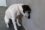 Weird Dog Behaviors That Might Mean Liver Trouble