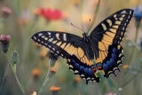 Butterfly Meaning – The Symbolism Will Surprise You