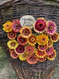 towering marigolds, the flashiest zinnias & more, with peace seedlings