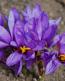 Grow Your Own Saffron | Sow True Seed