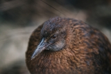 In defense of the bold and fearless weka: New Zealand’s most unruly bird