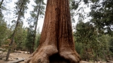 A sequoia forest in Detroit? Plantings to improve air quality and mark Earth Day