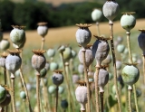 Study reveals how female hormones trigger opioid production for pain suppression