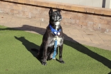 Dexter Was Abandoned but We Won’t Let Him Be Forgotten | Our Latest Rescues