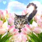 Select Sundays With Tabs the Cat, Makeup and Beauty Blog Mascot, Vol. 852