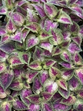 mad for coleus, with rosy dawn gardens’ pam quackenbush