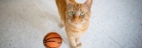 Meow Madness – Animal Rescue League of Boston