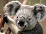 Culture wars curtail koala care