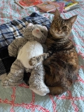 Sundays With Tabs the Cat, Makeup and Beauty Blog Mascot, Vol. 855