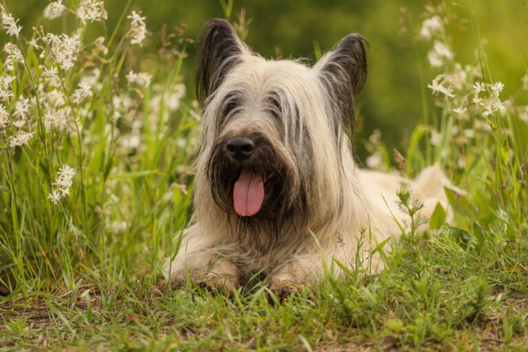 Male & Female Skye Terrier Weights & Heights by Age