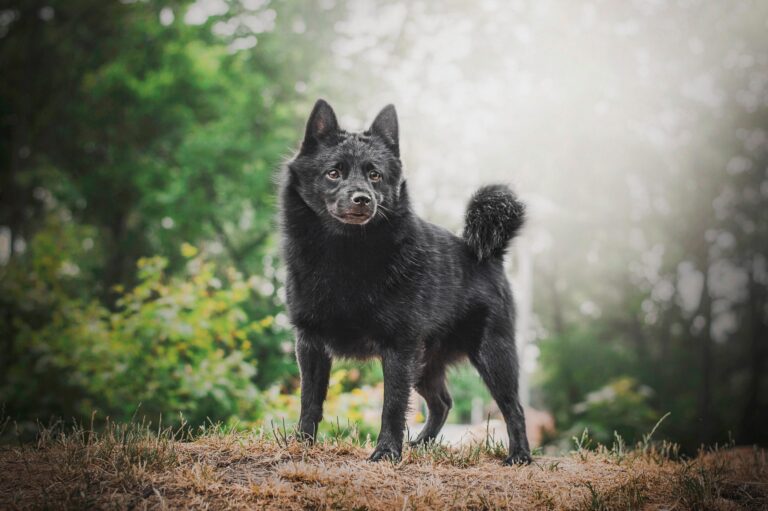 Male & Female Schipperke Weights & Heights by Age