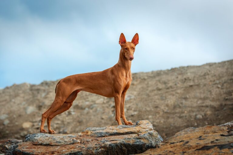 Male & Female Pharaoh Hound Weights & Heights by Age