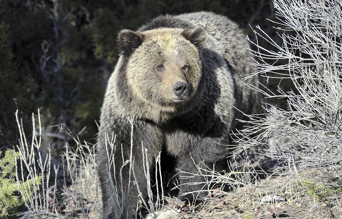 EXCLUSIVE: Senate Republicans seek to delist Yellowstone grizzly bear after Biden's rebuff