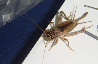 Tonight a cricket came to see me, but he did not … told me  CC BY 4.0 by Gianni Del Bufalo