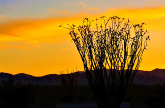 octillo sunset | A golden sunset in the southern California …
