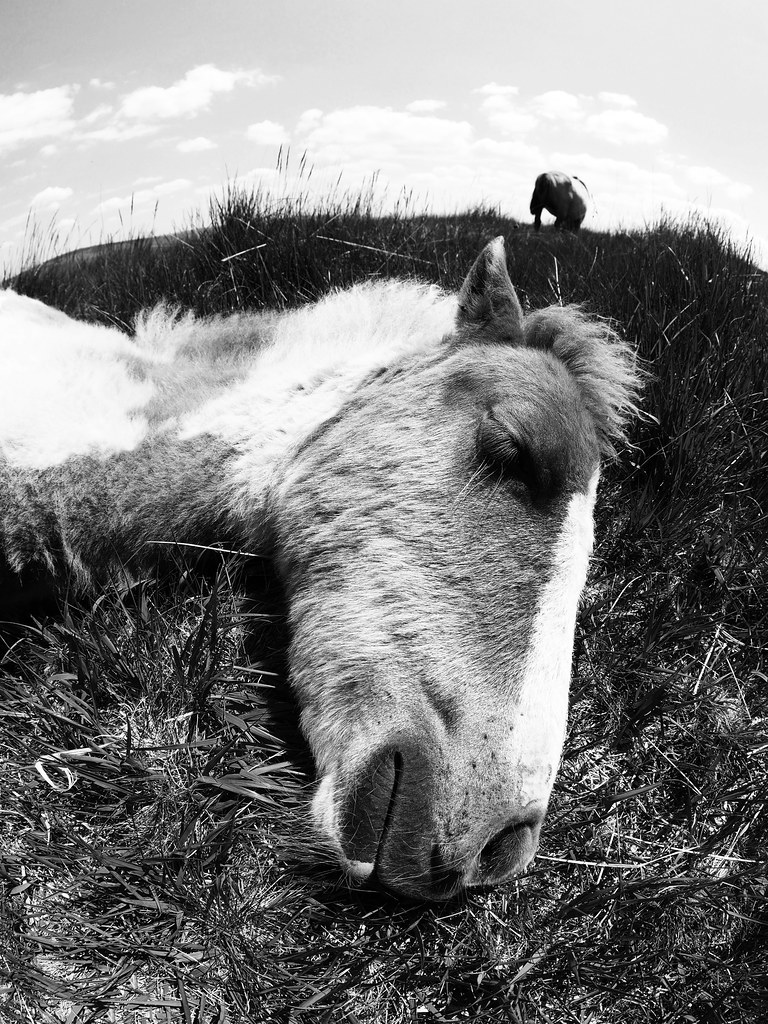 sleeping pony