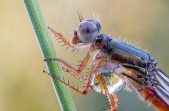 Ceriagrion tenellum | _Nurnpaarbilder_ | Flickr