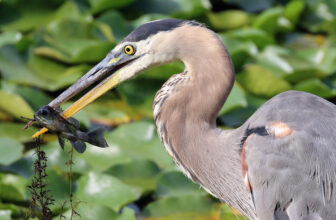 Great Blue Heron with Bluegill