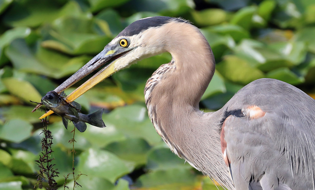 Great Blue Heron with Bluegill