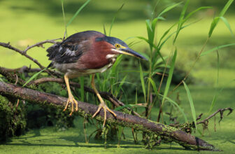 Green Heron