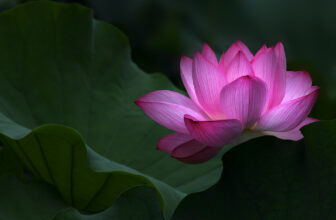 like a lotus lantern