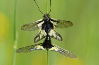 Owlfly mating