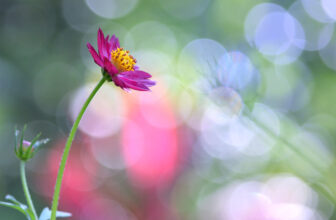 Cosmos Bokeh