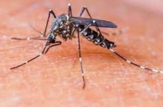 डेंगू: रिकॉर्ड बुखार के प्रकोप के बीच खुद को रोकने और सुरक…