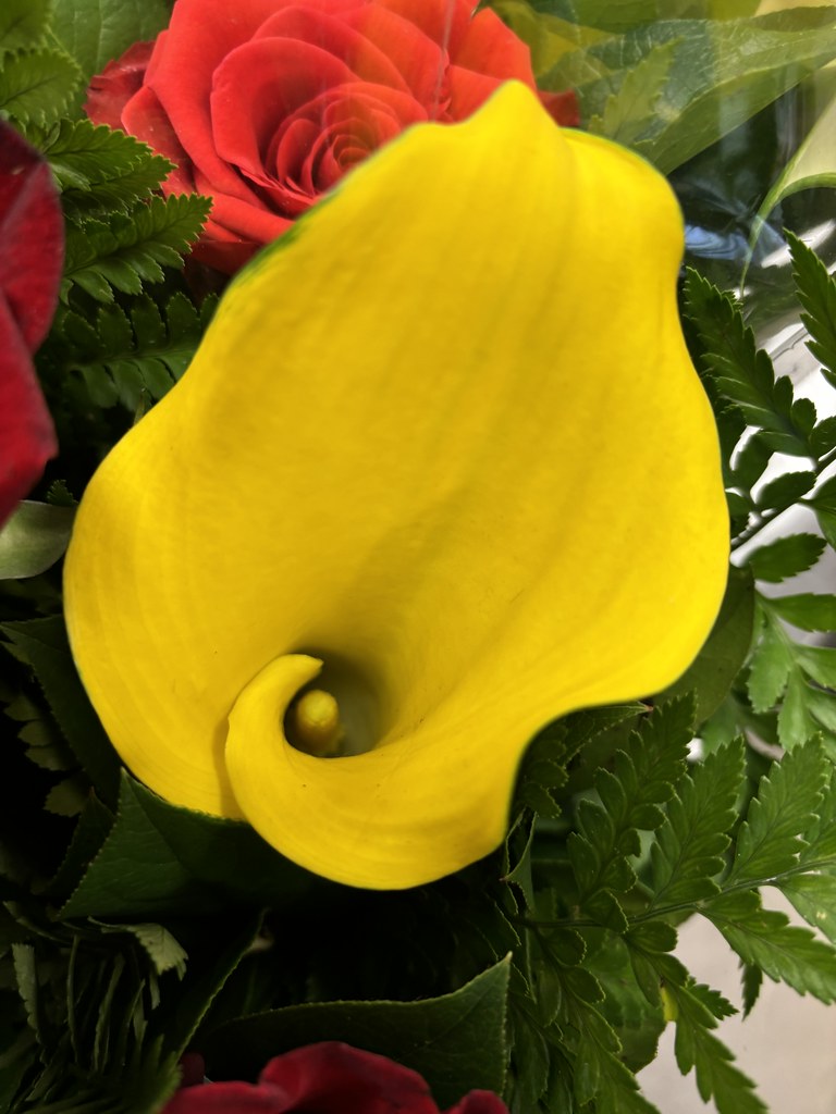 Edwards Botanical Gardens – Toronto Ontario – Canada  – Golden Lily –