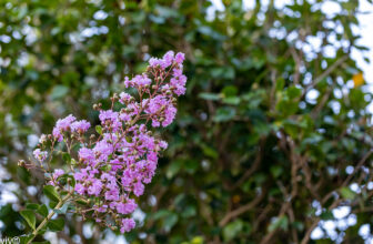 On a sunny summer evening, pretty Crape Myrtle blooms galo…