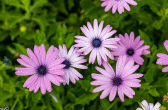 On a wet summer morning rain drenched Daisies in bloom at …