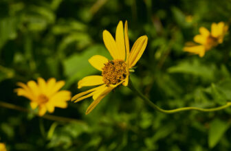 038127a- Flowers That You See Along The Musketawa Bike Trail – on Explore! * August 25, 2024