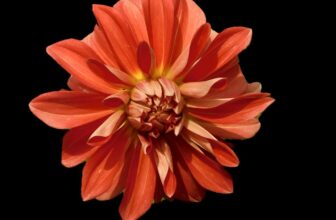Dalia.