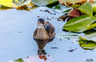 Female Wood Duck (2019-09-02 #39) | Wood Duck (female). 17 t…