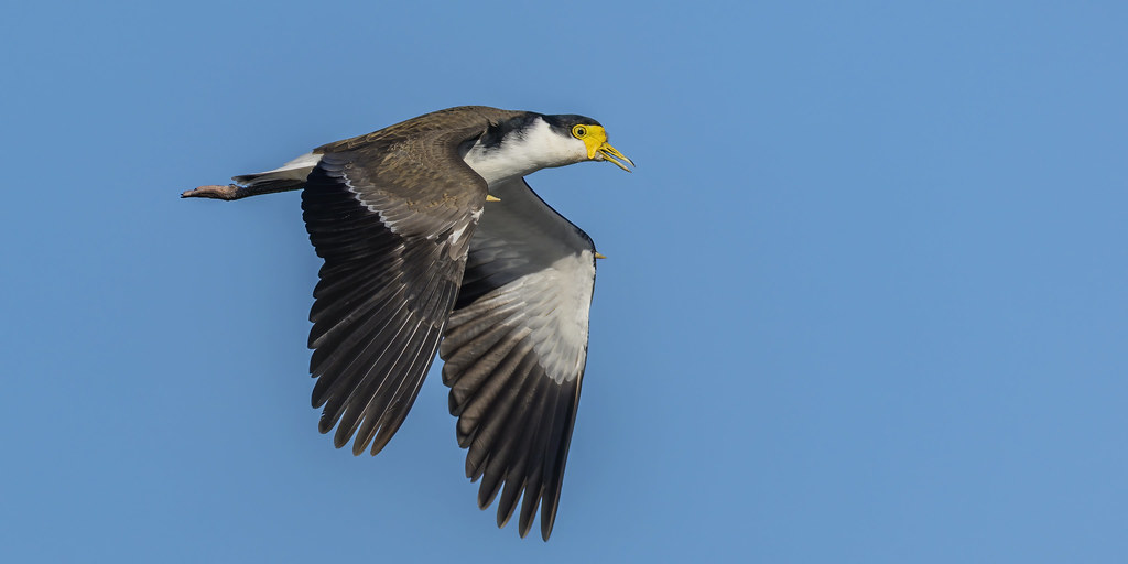 Yellow mask and Yellow wing spurs – Masked Lapwing