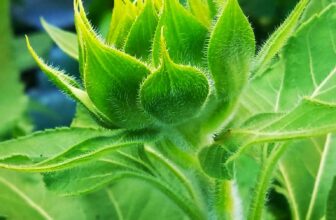 sunflower beginnings a | Sunflowers are giants among flowers…