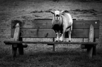 To sit on a bench, for five minutes, with you