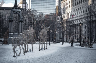 Deers
