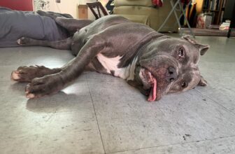 Martha chillaxing in the studio