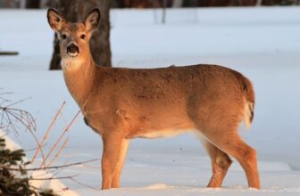 white-tailed deer doe at Lake Meyer Park IA 116A5935
