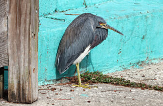 Tricolored Heron